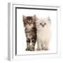 Two Ragdoll-cross kittens, aged 5 weeks-Mark Taylor-Framed Photographic Print