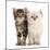 Two Ragdoll-cross kittens, aged 5 weeks-Mark Taylor-Mounted Photographic Print