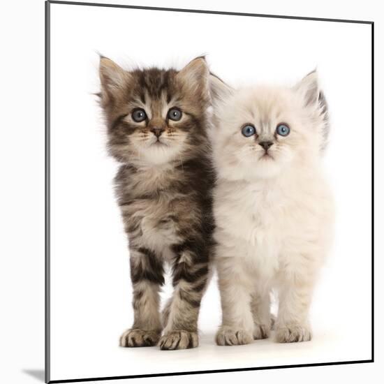 Two Ragdoll-cross kittens, aged 5 weeks-Mark Taylor-Mounted Photographic Print