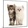 Two Ragdoll-cross kittens, aged 5 weeks-Mark Taylor-Mounted Photographic Print