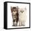 Two Ragdoll-cross kittens, aged 5 weeks-Mark Taylor-Framed Stretched Canvas