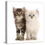 Two Ragdoll-cross kittens, aged 5 weeks-Mark Taylor-Stretched Canvas