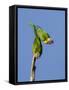 Two Rainbow Lorikeets in Southwest Australia.-Neil Losin-Framed Stretched Canvas