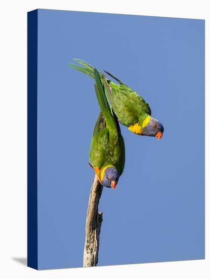 Two Rainbow Lorikeets in Southwest Australia.-Neil Losin-Stretched Canvas