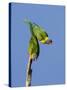 Two Rainbow Lorikeets in Southwest Australia.-Neil Losin-Stretched Canvas