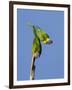 Two Rainbow Lorikeets in Southwest Australia.-Neil Losin-Framed Photographic Print