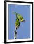 Two Rainbow Lorikeets in Southwest Australia.-Neil Losin-Framed Photographic Print