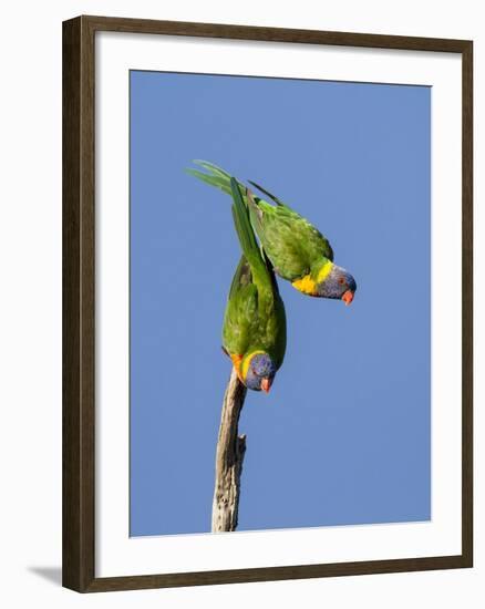 Two Rainbow Lorikeets in Southwest Australia.-Neil Losin-Framed Photographic Print