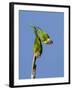 Two Rainbow Lorikeets in Southwest Australia.-Neil Losin-Framed Photographic Print