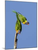 Two Rainbow Lorikeets in Southwest Australia.-Neil Losin-Mounted Photographic Print