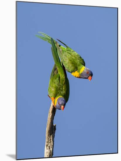 Two Rainbow Lorikeets in Southwest Australia.-Neil Losin-Mounted Photographic Print