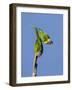 Two Rainbow Lorikeets in Southwest Australia.-Neil Losin-Framed Photographic Print