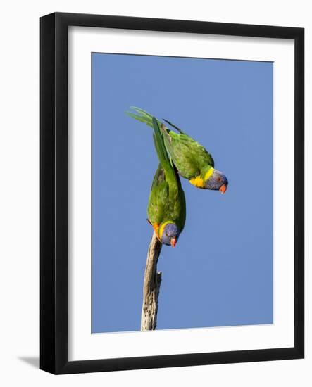 Two Rainbow Lorikeets in Southwest Australia.-Neil Losin-Framed Photographic Print