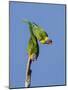 Two Rainbow Lorikeets in Southwest Australia.-Neil Losin-Mounted Photographic Print