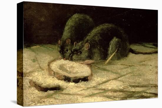 Two Rats, C.1884-Vincent van Gogh-Stretched Canvas