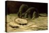 Two Rats, C.1884-Vincent van Gogh-Stretched Canvas