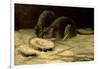 Two Rats, C.1884-Vincent van Gogh-Framed Giclee Print