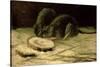 Two Rats, C.1884-Vincent van Gogh-Stretched Canvas