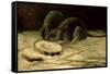 Two Rats, C.1884-Vincent van Gogh-Framed Stretched Canvas