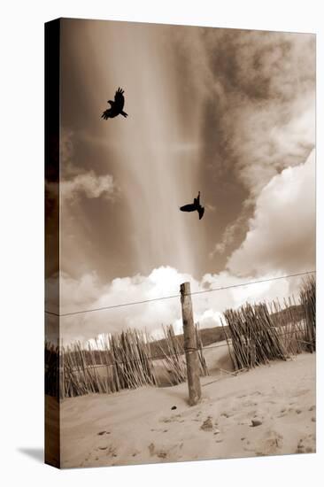 Two Raves Flying over the Dunes in Sepia Tones-Alaya Gadeh-Stretched Canvas