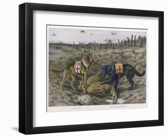 Two Red Cross Rescue Dogs a German Shepherd-Louis Agassiz Fuertes-Framed Photographic Print
