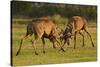 Two Red Deer (Cervus Elaphus) Stags Fighting, Rutting Season, Bushy Park, London, UK, October-Terry Whittaker-Stretched Canvas