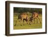 Two Red Deer (Cervus Elaphus) Stags Fighting, Rutting Season, Bushy Park, London, UK, October-Terry Whittaker-Framed Photographic Print
