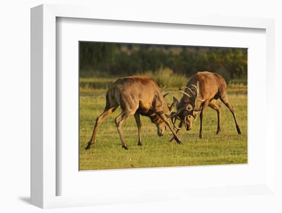 Two Red Deer (Cervus Elaphus) Stags Fighting, Rutting Season, Bushy Park, London, UK, October-Terry Whittaker-Framed Photographic Print