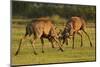 Two Red Deer (Cervus Elaphus) Stags Fighting, Rutting Season, Bushy Park, London, UK, October-Terry Whittaker-Mounted Photographic Print