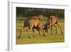 Two Red Deer (Cervus Elaphus) Stags Fighting, Rutting Season, Bushy Park, London, UK, October-Terry Whittaker-Framed Photographic Print