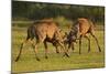 Two Red Deer (Cervus Elaphus) Stags Fighting, Rutting Season, Bushy Park, London, UK, October-Terry Whittaker-Mounted Photographic Print