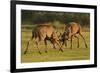 Two Red Deer (Cervus Elaphus) Stags Fighting, Rutting Season, Bushy Park, London, UK, October-Terry Whittaker-Framed Photographic Print