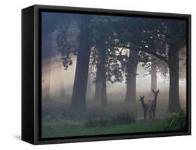 Two Red Deer, Cervus Elaphus, Wander Through the Mist in Autumn-Alex Saberi-Framed Stretched Canvas
