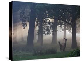 Two Red Deer, Cervus Elaphus, Wander Through the Mist in Autumn-Alex Saberi-Stretched Canvas