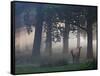 Two Red Deer, Cervus Elaphus, Wander Through the Mist in Autumn-Alex Saberi-Framed Stretched Canvas