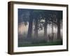 Two Red Deer, Cervus Elaphus, Wander Through the Mist in Autumn-Alex Saberi-Framed Photographic Print