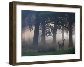 Two Red Deer, Cervus Elaphus, Wander Through the Mist in Autumn-Alex Saberi-Framed Photographic Print