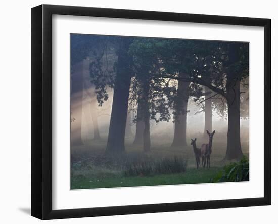 Two Red Deer, Cervus Elaphus, Wander Through the Mist in Autumn-Alex Saberi-Framed Photographic Print