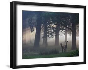 Two Red Deer, Cervus Elaphus, Wander Through the Mist in Autumn-Alex Saberi-Framed Photographic Print