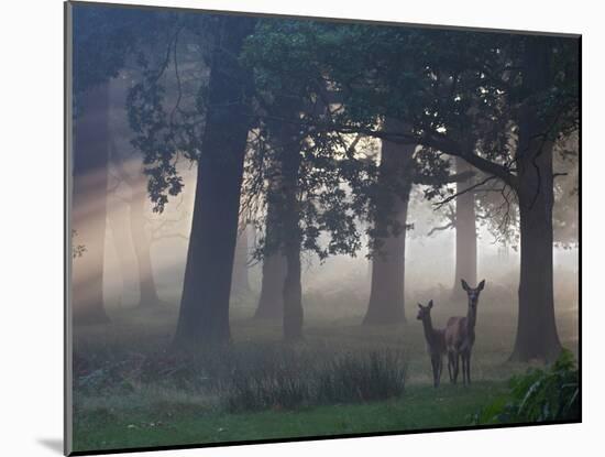 Two Red Deer, Cervus Elaphus, Wander Through the Mist in Autumn-Alex Saberi-Mounted Photographic Print