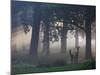 Two Red Deer, Cervus Elaphus, Wander Through the Mist in Autumn-Alex Saberi-Mounted Photographic Print