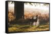 Two Red Deer Does, Cervus Elaphus, in Misty Richmond Park in the Fall-Alex Saberi-Framed Stretched Canvas