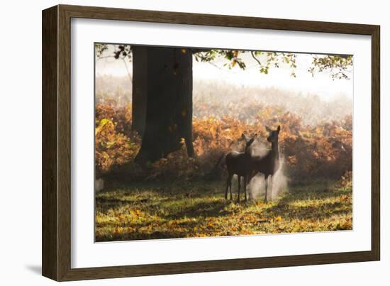 Two Red Deer Does, Cervus Elaphus, in Misty Richmond Park in the Fall-Alex Saberi-Framed Photographic Print