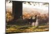 Two Red Deer Does, Cervus Elaphus, in Misty Richmond Park in the Fall-Alex Saberi-Mounted Photographic Print