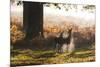 Two Red Deer Does, Cervus Elaphus, in Misty Richmond Park in the Fall-Alex Saberi-Mounted Photographic Print