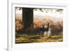 Two Red Deer Does, Cervus Elaphus, in Misty Richmond Park in the Fall-Alex Saberi-Framed Photographic Print