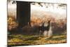 Two Red Deer Does, Cervus Elaphus, in Misty Richmond Park in the Fall-Alex Saberi-Mounted Photographic Print