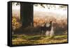 Two Red Deer Does, Cervus Elaphus, in Misty Richmond Park in the Fall-Alex Saberi-Framed Stretched Canvas