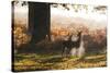 Two Red Deer Does, Cervus Elaphus, in Misty Richmond Park in the Fall-Alex Saberi-Stretched Canvas