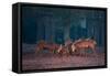 Two Red Deer Stags Battle Early One Morning in Richmond Park-Alex Saberi-Framed Stretched Canvas